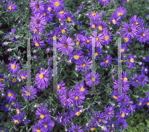 Picture of Symphyotrichum novae-angliae 'Hella Lacy'