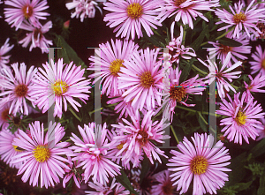 Picture of Symphyotrichum novae-angliae 'Rosa Seiger'