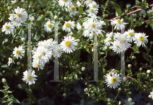 Picture of Symphyotrichum novae-angliae 'White Climax'