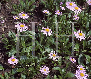 Picture of Aster flaccidus 
