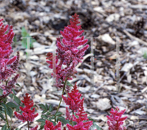 Picture of Astilbe x arendsii 'Elise Schluck'