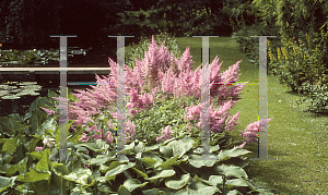 Picture of Astilbe x arendsii 'Amethyst'