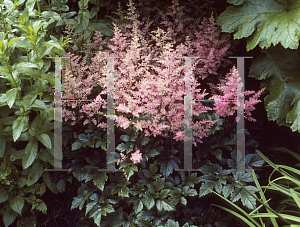 Picture of Astilbe x arendsii 'Amethyst'