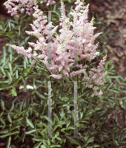 Picture of Astilbe x arendsii 'America'