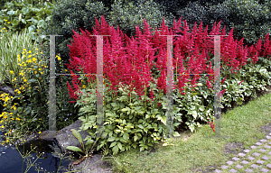 Picture of Astilbe japonica 'Bonn'