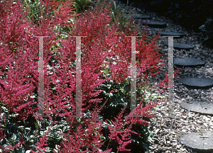 Picture of Astilbe x arendsii 'Feuer'