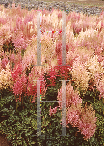 Picture of Astilbe x arendsii 'Grande'
