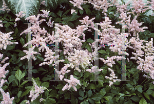 Picture of Astilbe japonica 'Europa'