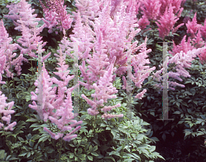 Picture of Astilbe x arendsii 'Gloria'