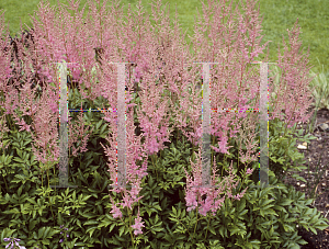Picture of Astilbe x arendsii 'Hyacinth'