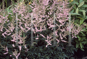 Picture of Astilbe simplicifolia 'Hennie Graafland'