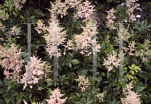 Picture of Astilbe japonica 'Emden'