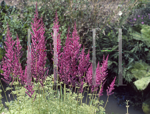 Picture of Astilbe x arendsii 'Jo Ophorst'
