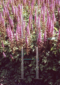 Picture of Astilbe chinensis 'Pumila'