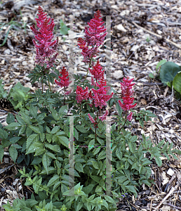 Picture of Astilbe x arendsii 'Elise Schluck'