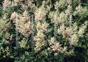 Picture of Astilbe japonica 'Peach Blossom'