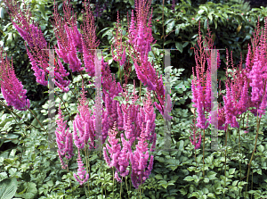 Picture of Astilbe chinensis var. taquetii 'Purple Lance'