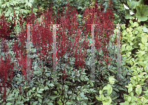 Picture of Astilbe x arendsii 'Red Light (Rotlicht)'
