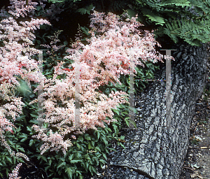 Picture of Astilbe simplicifolia 'Dunkellachs'