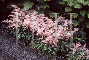 Picture of Astilbe simplicifolia 'Dunkellachs'