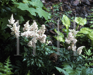 Picture of Astilbe x arendsii 'Sister Theresa'