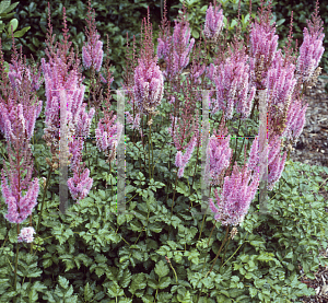 Picture of Astilbe chinensis var. taquetii 'Purple Lance'
