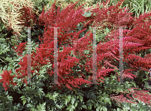 Picture of Astilbe x arendsii 'Glow(Glut)'