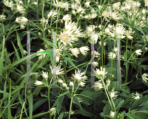 Picture of Astrantia major 'Margery Fish'