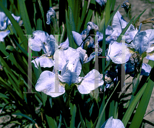 Picture of Iris sibirica 'Blue Reverie'