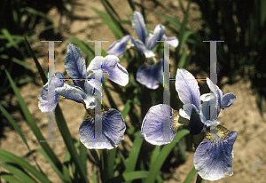 Picture of Iris sibirica 'Haarswell Haze'