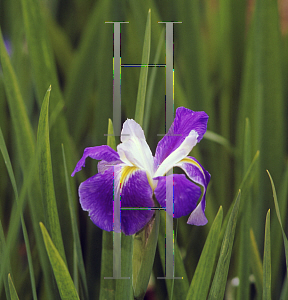 Picture of Iris louisiana hybrids 'King Creole'
