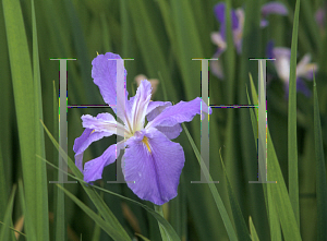 Picture of Iris louisiana hybrids 'Mary Dunn'