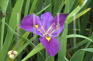 Picture of Iris louisiana hybrids 'Professor Claude'