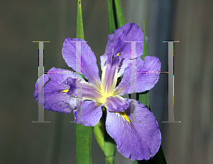 Picture of Iris louisiana hybrids 'Sea Wisp'