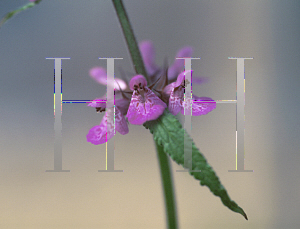 Picture of Stachys palustris 