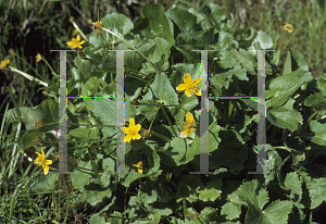Picture of Caltha palustris 