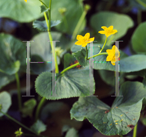 Picture of Caltha palustris 
