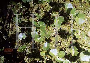 Picture of Hydrocotyle verticillata 