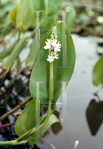 Picture of Pontederia cordata 'White'