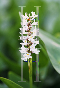 Picture of Pontederia cordata 'White'
