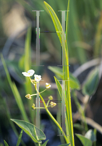 Picture of Sagittaria ssp. 