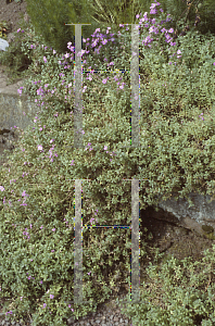 Picture of Aubrieta gracilis 