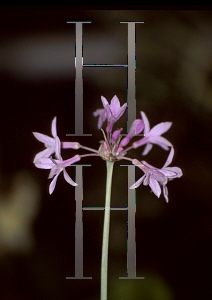 Picture of Tulbaghia violacea 