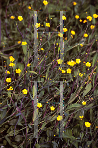 Picture of Ranunculus flammula 