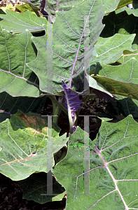 Picture of Solanum quitoense 