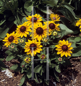 Picture of Rudbeckia hirta 'Summer Light'