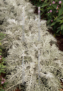 Picture of Centaurea cineraria 'Colchester White'