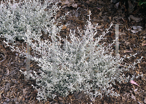 Picture of Helichrysum  'Silver Star'