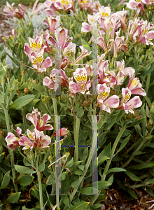 Picture of Alstroemeria x 'Jazze Rose Frost'