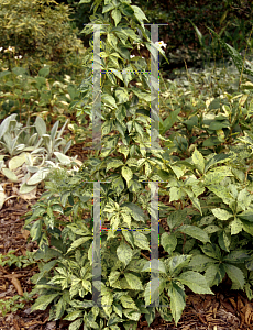 Picture of Parthenocissus quinquefolia 'Variegata'
